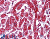 46-154 (0.03ug/ml) staining of Human Pancreas lysate (35ug protein in RIPA buffer) . Detected by chemiluminescence.