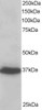 46-158 staining (0.2ug/ml) of A431 lysate (RIPA buffer, 35ug total protein per lane) . Primary incubated for 1 hour. Detected by chemiluminescence.