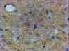 46-170 (xug/ml) staining of paraffin embedded Human Liver. Steamed antigen retrieval with citrate buffer pH 6, HRP-staining.