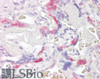 46-178 (3.8ug/ml) staining of paraffin embedded Human Placenta. Steamed antigen retrieval with citrate buffer pH 6, AP-staining.