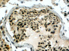 46-192 (4ug/ml) staining of paraffin embedded Human Testis. Steamed antigen retrieval with citrate buffer pH 6, HRP-staining.