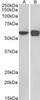 46-203 (0.1ug/ml) staining of HEK293 (A) and NIH3T3 (B) nuclear cell lysates (35ug protein in RIPA buffer) . Detected by chemiluminescence.