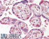 42-816 (0.01ug/ml) staining of Mouse (A) and Rat (B) Brain lysates (35ug protein in RIPA buffer) . Primary incubation was 1 hour. Detected by chemiluminescence.