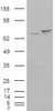 HEK293 overexpressing CyP-40 and probed with 46-209 (mock transfection in first lane) .