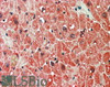 46-210 (5ug/ml) staining of paraffin embedded Human Heart. Steamed antigen retrieval with citrate buffer pH 6, AP-staining.