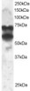 46-211 staining (2ug/ml) of 293 lysate (RIPA buffer, 30ug total protein per lane) . Primary incubated for 1 hour. Detected by western blot using chemiluminescence.