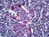 46-213 (3ug/ml) staining of paraffin embedded Human Pancreas. Microwaved antigen retrieval with Tris/EDTA buffer Ph9, HRP-staining.