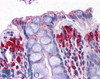 46-226 (3.75ug/ml) staining of paraffin embedded Human Liver. Steamed antigen retrieval with citrate buffer pH 6, AP-staining.