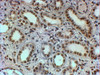 46-243 (2ug/ml) staining of paraffin embedded Human Kidney. Steamed antigen retrieval with Tris/EDTA buffer pH 9, HRP-staining.