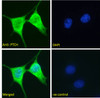 46-245 Immunofluorescence analysis of paraformaldehyde fixed HeLa cells, permeabilized with 0.15% Triton. Primary incubation 1hr (5ug/ml) followed by Alexa Fluor 488 secondary antibody (1ug/ml) , showing cytoplasmic staining. The nuclear stain is DAPI (bl