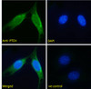 46-246 (1ug/ml) staining of Human Brain lysate (35ug protein in RIPA buffer) . Detected by chemiluminescence.