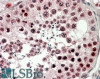 42-817 (5ug/ml) staining of paraffin embedded Human Testis. Steamed antigen retrieval with citrate buffer pH 6, AP-staining.