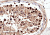 46-260 (4ug/ml) staining of paraffin embedded Human Testis. Microwaved antigen retrieval with Tris/EDTA buffer pH9, HRP-staining.