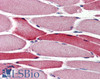 46-267 (4ug/ml) staining of paraffin embedded Human Cerebellum. Steamed antigen retrieval with citrate buffer pH 6, AP-staining. <strong>This data is from a previous batch, not on sale.</strong>