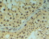 46-281 (4ug/ml) staining of paraffin embedded Human Testis. Steamed antigen retrieval with Tris/EDTA buffer pH 9, HRP-staining.