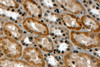 46-283 (4ug/ml) staining of paraffin embedded Human Kidney. Steamed antigen retrieval with Tris/EDTA buffer pH 9, HRP-staining.