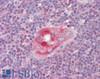 46-287 (2.5ug/ml) staining of paraffin embedded Human Thymus. Steamed antigen retrieval with citrate buffer pH 6, AP-staining.
