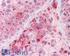 46-300 (3.75ug/ml) staining of paraffin embedded Human Testis. Steamed antigen retrieval with citrate buffer pH 6, AP-staining.