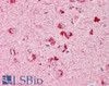 46-300 (3.75ug/ml) staining of paraffin embedded Human Cortex. Steamed antigen retrieval with citrate buffer pH 6, AP-staining.