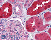 46-306 (2.5ug/ml) staining of paraffin embedded human kidney. Steamed antigen retrieval with citrate buffer pH 6, AP-staining