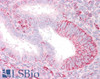 46-307 (3.75ug/ml) staining of paraffin embedded Human Uterus. Steamed antigen retrieval with citrate buffer pH 6, AP-staining.