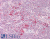 46-320 (2.5ug/ml) staining of paraffin embedded Human Thymus. Steamed antigen retrieval with citrate buffer pH 6, AP-staining.