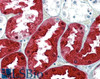 46-327 (3.8ug/ml) staining of paraffin embedded Human Pancreas. Steamed antigen retrieval with citrate buffer pH 6, AP-staining.