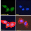 46-329 Immunofluorescence analysis of paraformaldehyde fixed U2OS cells, permeabilized with 0.15% Triton. Primary incubation 1hr (10ug/ml) followed by Alexa Fluor 488 secondary antibody (2ug/ml) , showing nuclear staining. Actin filaments were stained wit