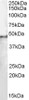 46-335 staining (0.1ug/ml) of Hela lysate (RIPA buffer, 35ug total protein per lane) . Primary incubated for 1 hour. Detected by western blot using chemiluminescence.