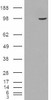 HEK293 overexpressing SAR1B and probed with 46-336 (mock transfection in first lane) .