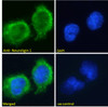 46-338 staining (0.01ug/ml) of Jurkat cell lysate (RIPA buffer, 30ug total protein per lane) . Primary incubated for 1 hour. Detected by chemiluminescence.