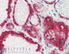 46-339 (3ug/ml) staining of paraffin embedded Human Testis. Microwaved antigen retrieval with Tris/EDTA buffer pH9, HRP-staining.