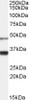 46-345 (5ug/ml) staining of paraffin embedded Human Heart. Steamed antigen retrieval with citrate buffer pH 6, AP-staining.