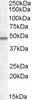 46-346 (0.3ug/ml) staining of HepG2 cell lysate (35ug protein in RIPA buffer) . Primary incubation was 1 hour. Detected by chemiluminescence.