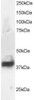 46-353 staining (1ug/ml) of Human Brain lysate (RIPA buffer, 30ug total protein per lane) . Primary incubated for 1 hour. Detected by chemiluminescence.