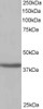 46-373 (1ug/ml) staining of Human Kidney lysate (35ug protein in RIPA buffer) . Detected by chemiluminescence.