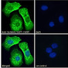 46-377 (2ug/ml) staining of Human Colon lysate (35ug protein in RIPA buffer) . Detected by chemiluminescence.