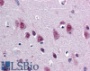 46-390 (5ug/ml) staining of paraffin embedded Human Cortex. Steamed antigen retrieval with citrate buffer pH 6, AP-staining. <strong>This data is from a previous batch, not on sale.</strong>
