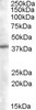 46-399 (0.05ug/ml) staining of Daudi lysate (35ug protein in RIPA buffer) . Primary incubation was 1 hour. Detected by chemiluminescence.