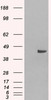 HEK293 overexpressing SNX16 and probed with 46-399 (mock transfection in first lane) .