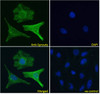 46-430 Immunofluorescence analysis of paraformaldehyde fixed HeLa cells, permeabilized with 0.15% Triton. Primary incubation 1hr (10ug/ml) followed by Alexa Fluor 488 secondary antibody (4ug/ml) , showing cytoplasmic and Golgi apparatus staining. The nucl