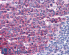 46-440 (3.75ug/ml) staining of paraffin embedded Human Thymus. Steamed antigen retrieval with citrate buffer pH 6, AP-staining.