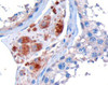 46-445 (10ug/ml) staining of paraffin embedded Human Testis. Microwaved antigen retrieval with Tris/EDTA buffer pH9, HRP-staining.