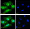 46-450 (0.1ug/ml) staining of HeLa cell lysate (35ug protein in RIPA buffer) . Detected by chemiluminescence.