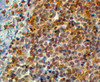 46-454 (2ug/ml) staining of paraffin embedded Human Tonsil. Steamed antigen retrieval with citrate buffer pH 6, HRP-staining. <strong>This data is from a previous batch, not on sale.</strong>