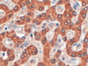 46-460 (4ug/ml) staining of paraffin embedded Human Liver. Steamed antigen retrieval with citrate buffer pH 6, HRP-staining.