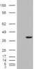 46-468 (0.1ug/ml) staining of Human Heart lysate (35ug protein in RIPA buffer) . Primary incubation was 1 hour. Detected by chemiluminescence.