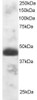 46-483 staining (1ug/ml) of Human Testis lysate (RIPA buffer, 30ug total protein per lane) . Primary incubated for 1 hour. Detected by western blot using chemiluminescence.