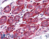 46-487 (0.5ug/ml) staining of Human Bone Marrow lysate (35ug protein in RIPA buffer) . Detected by chemiluminescence.