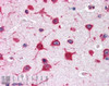 46-489 (0.3ug/ml) staining of Human Bone Marrow lysate (35ug protein in RIPA buffer) . Primary incubation was 1 hour. Detected by chemiluminescence.